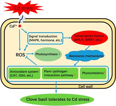 Comparative transcriptomic analysis provides key genetic resources in clove basil (Ocimum gratissimum) under cadmium stress